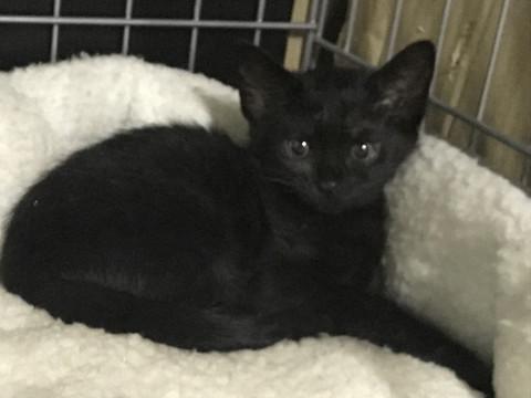 ツンデレだけど、甘えん坊