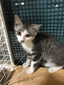 甘えん坊のサバトラ白君