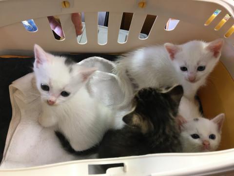 みんな 女の子です。