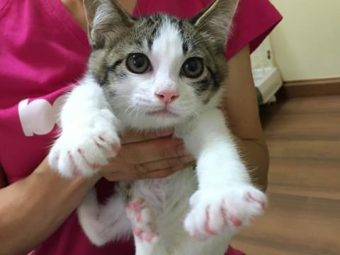 去勢済み３ヶ月