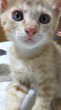 美猫茶トラ(雑種)