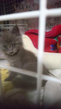 かわいい長毛グレーの女の子