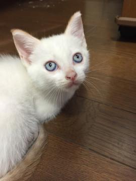 白こねこ（銀魂の定春似）