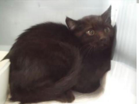 処分間近 可愛い黒猫ちゃん