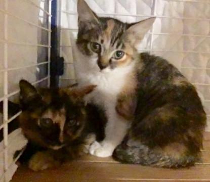 7週齢位のちびっこｓ