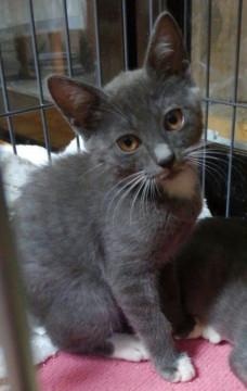 個性的なグレーシロの女の子