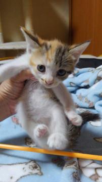 おちゃめな女の子