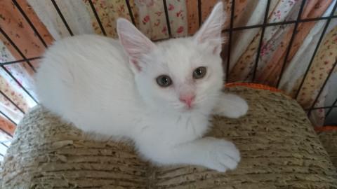 白猫おてんば娘♪『しなちゃん』