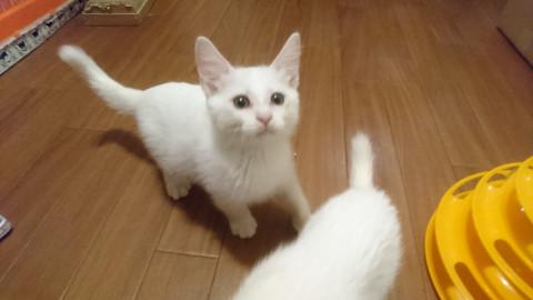 おてんば♪4姉弟『ろなちゃん』