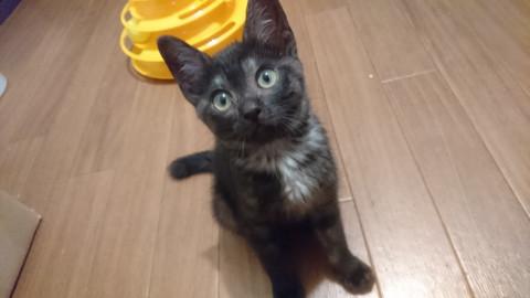 グレーなおてんば娘♪『ろみちゃん』