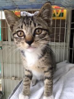 人が好きな馴れている女の子