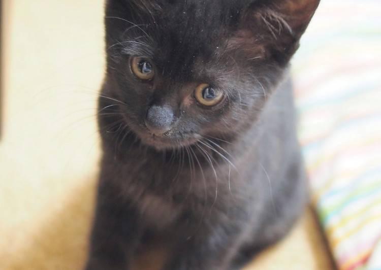 東京都の猫の里親募集 未手術 稲城市 ネコジルシ