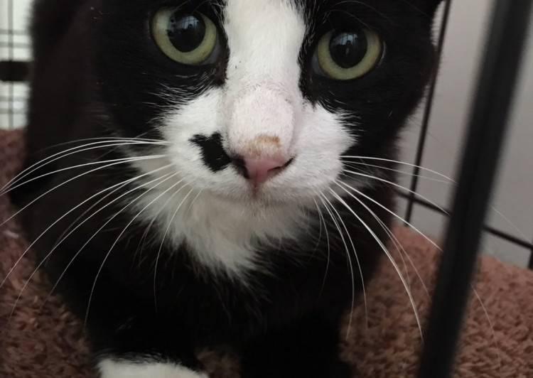 北海道の猫の里親募集 千歳市 ネコジルシ 北海道の猫の里親募集 千歳市 ネコジルシ