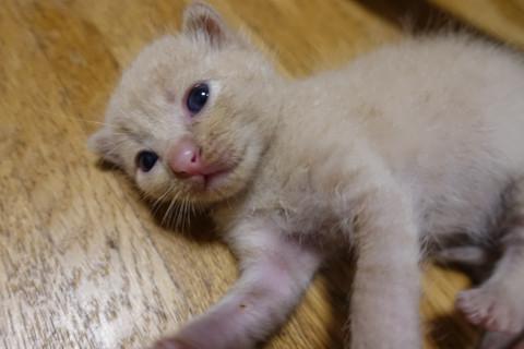 可愛いクリームの子猫