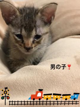 生後一ヶ月のキジトラ男の子