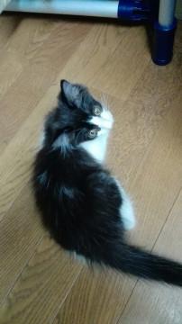 おてんばなふわふわ娘！