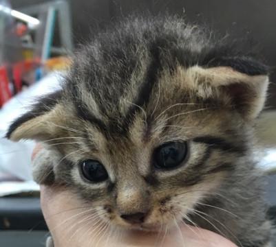 ★７月５日生まれ可愛い５兄弟の家族募集★