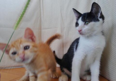 人が大好きな兄弟くん