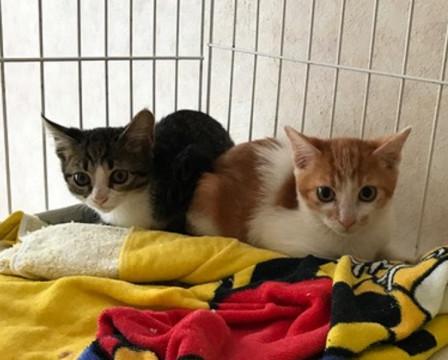 シャイボーイでハンサムボーイの兄弟です。