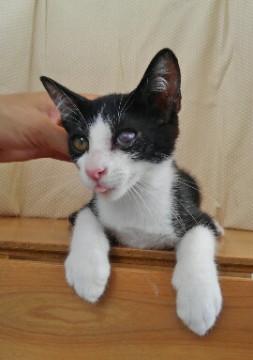 僕は人間の子だと思ってる男の子