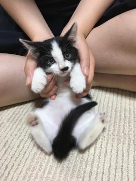 大人しくて可愛いハチワレさん♪