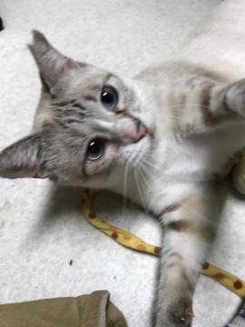 シャムMIXのすりすりコロン