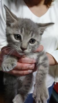 気品あるグレコ