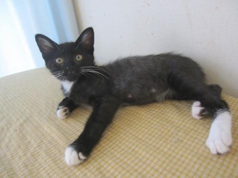 やんちゃな黒白