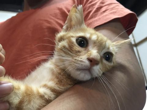 過酷な環境で生きてた仔猫  茶とら