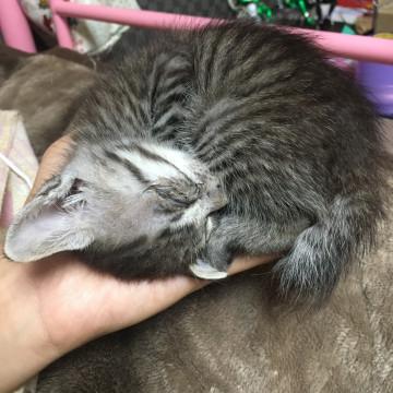 ひとなつこいキジトラ？