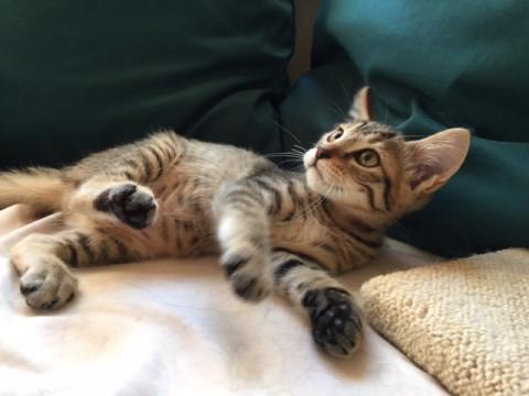 近づくだけでゴロゴロ〜〜♪甘えん坊♡