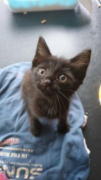 真っ黒の女の子です^^