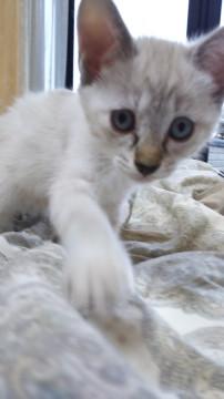 くりくりの水色の目が可愛い美猫ちゃん