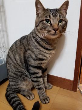 スコティッシュハーフイケメン君