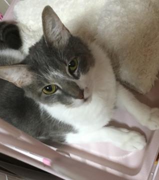 人間大好きな女の子