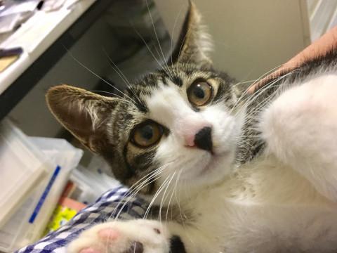 キジ白の子猫