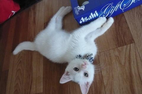 ちょっと毛長の白君です。