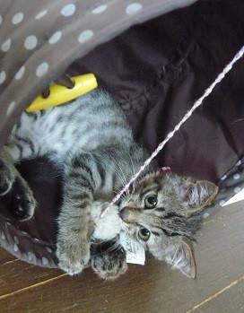 おとなしいキジちゃんです。