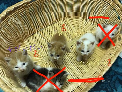 元気なチャシロ兄弟３匹の里親募集してます
