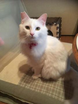 飼い主さん急死のため緊急募集です