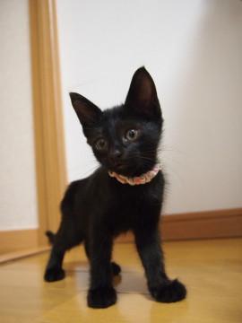 美人の黒猫子猫♪