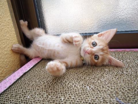 美形の茶トラ子猫♪