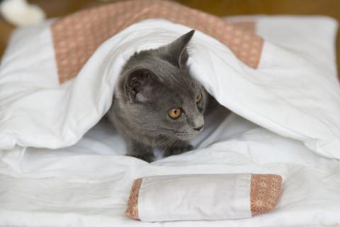 ロシアンブルーのような子猫さん