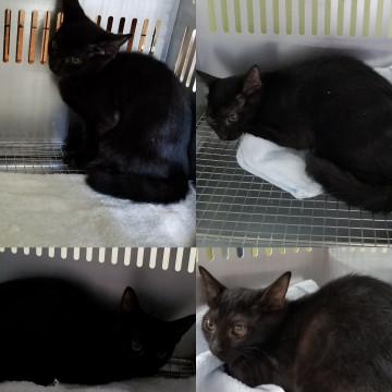 時間がありません処分間近 黒猫4兄弟