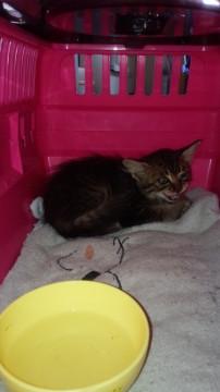 子猫を保護しました