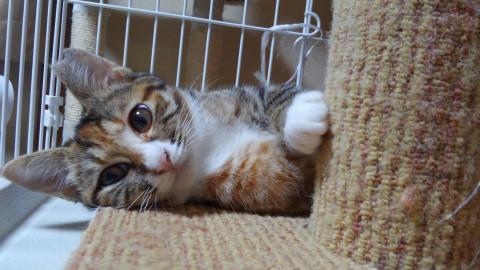 甘ったれのごろすりちゃん