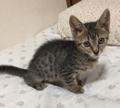 やんちゃで甘えん坊