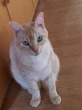 いい子いい子大好きの美ねこ♪