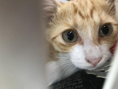 過酷な環境で生きてた仔猫  茶白