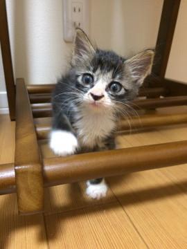 靴下を履いたサバトラです